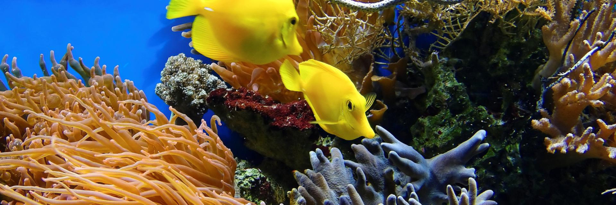 pesci e coralli