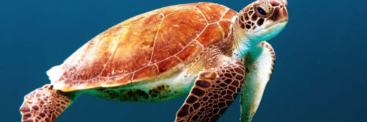 tartaruga rossa